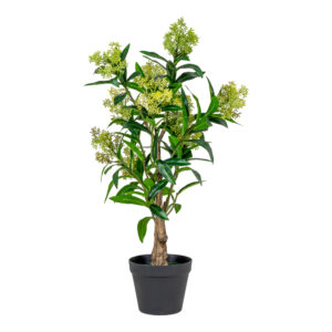 Kunsttaim skimmia